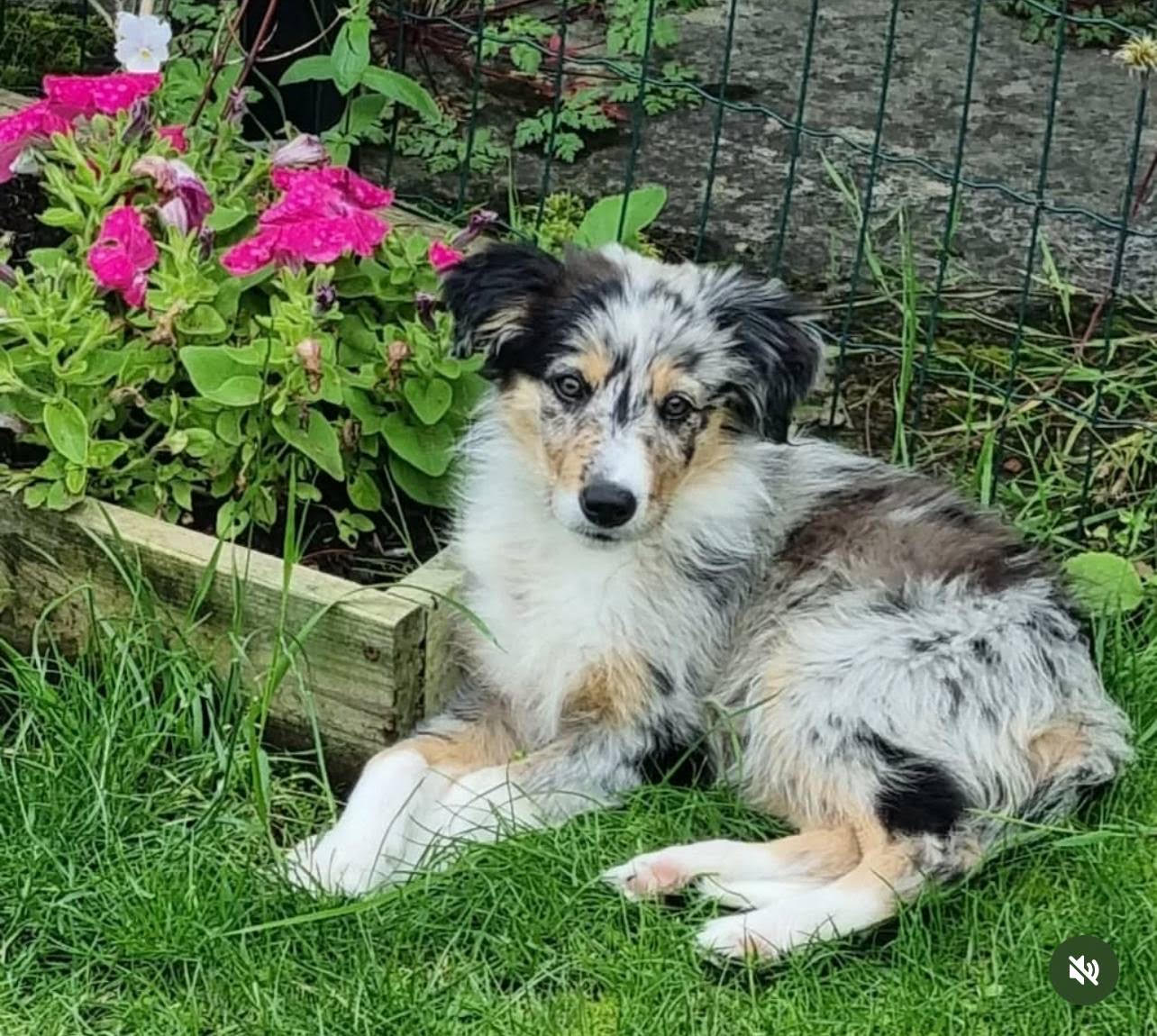 Pepper female Border Collie